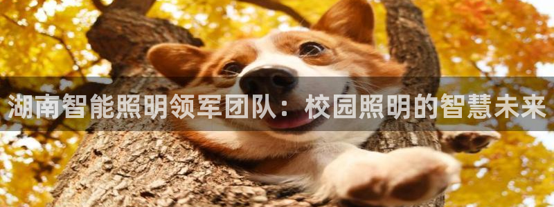 云顶国际酒店老板