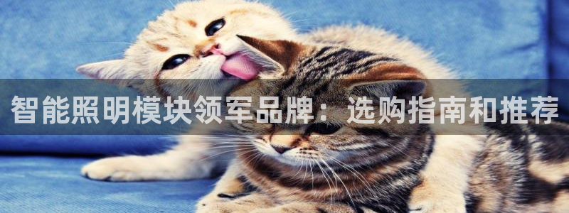 云顶国际比赛