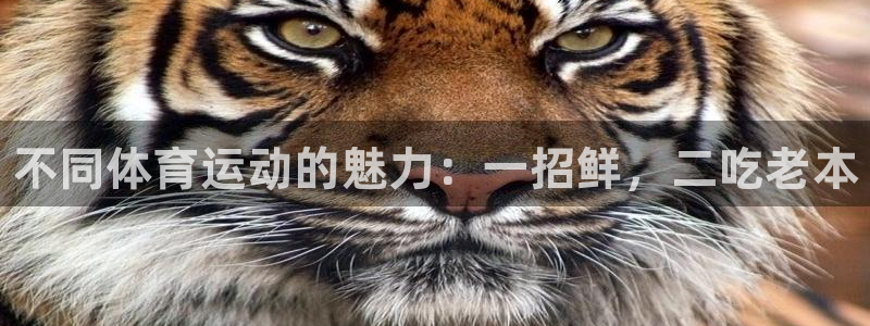 球客岛：不同体育运动的魅力：一招鲜，二吃老本