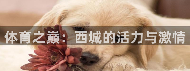 球客岛：体育之巅：西城的活力与激情